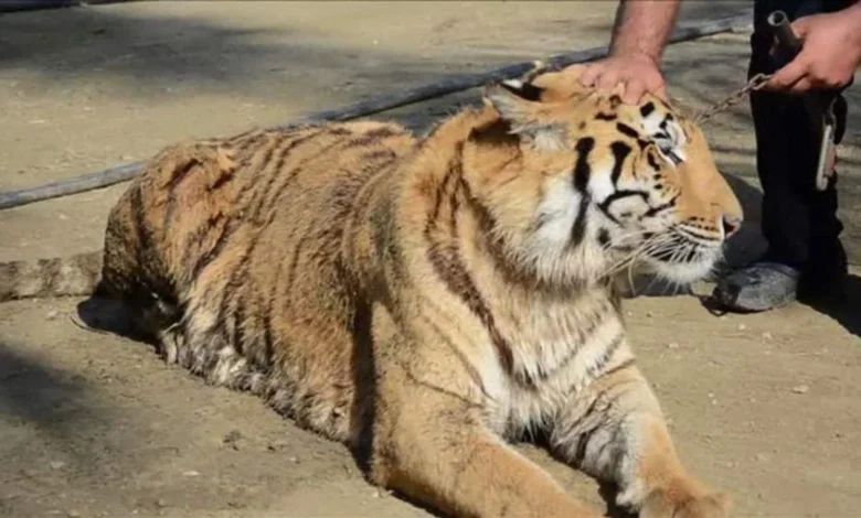 Tiger Escaped Mexico Zoo