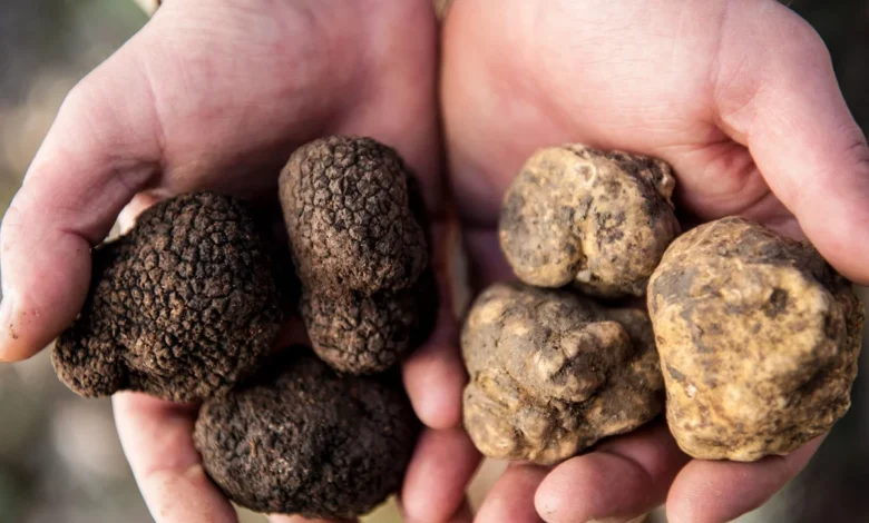 Tuber Safari