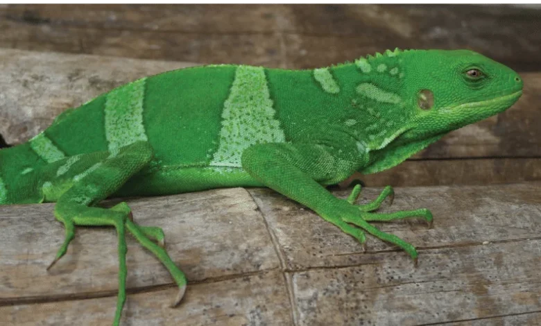 Chameleónovité (Chamaeleonidae): Fascinating World of Chameleons