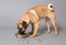 Understanding Dog Flatulence: What is a DogFart?