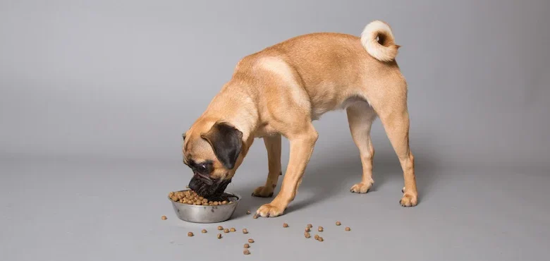 Understanding Dog Flatulence: What is a DogFart?