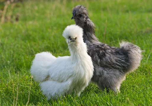 Fur Hen