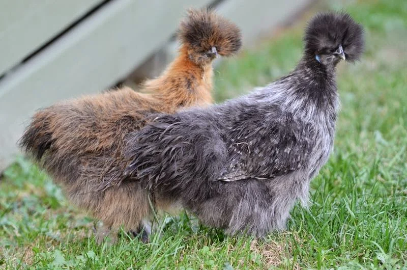 Fur Hen
