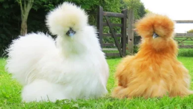 “Fur Hen” (Silkie Chicken)