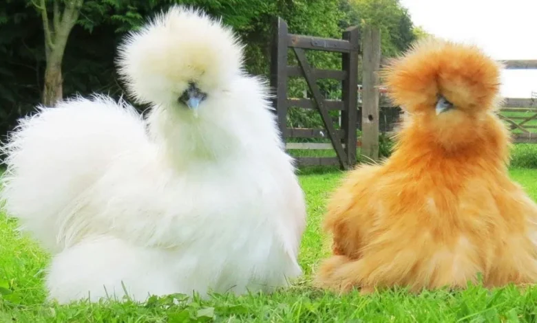 “Fur Hen” (Silkie Chicken)