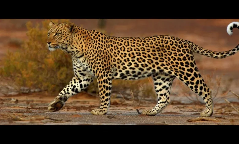 Liopad: Meaning, Origins, and Growing Online Presence