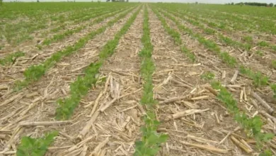 No Till Article Martha Ostendorf