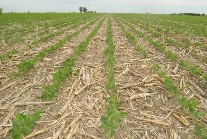 No Till Article Martha Ostendorf