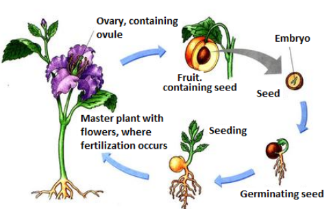 How Flowers and Fruits Drive Plant Reproduction