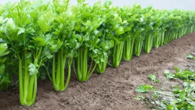 Pravi Celer – The True Celery: Nutrition, Benefits & Uses