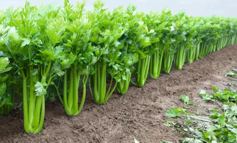 Pravi Celer – The True Celery: Nutrition, Benefits & Uses
