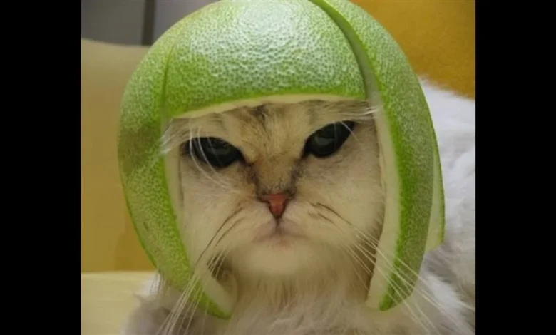 Justalittlebiter .com