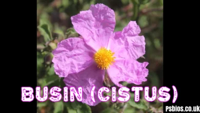 Bušin (Cistus) in 2026: Complete Guide to the Mediterranean Rockrose