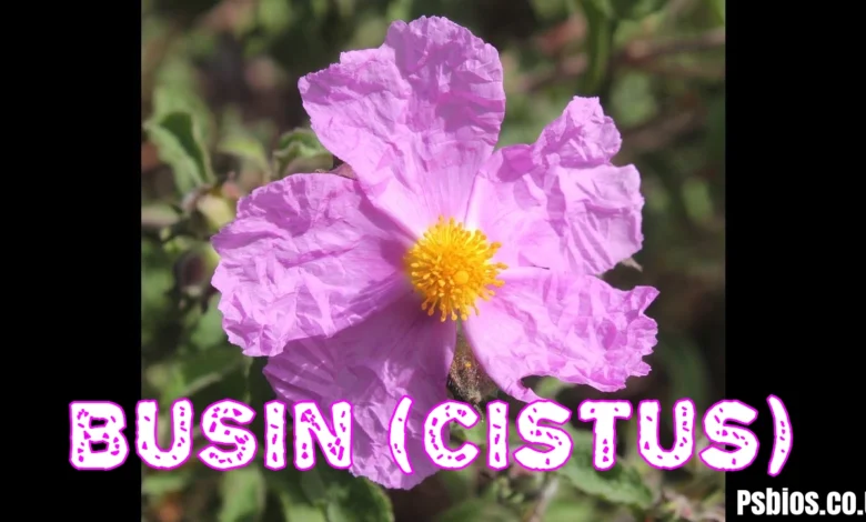 Bušin (Cistus) in 2026: Complete Guide to the Mediterranean Rockrose