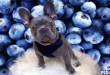 Are Blueberries Good for Dogs?