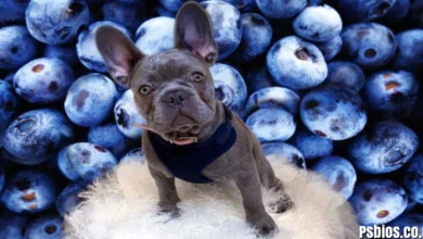Are Blueberries Good for Dogs?