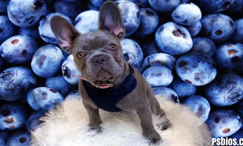 Are Blueberries Good for Dogs?